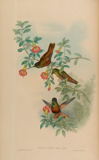 Helianthea eos = Coeligena bonapartei eos - John Gould